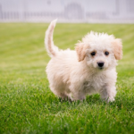 Dog Poop Pickup in Ray Michigan