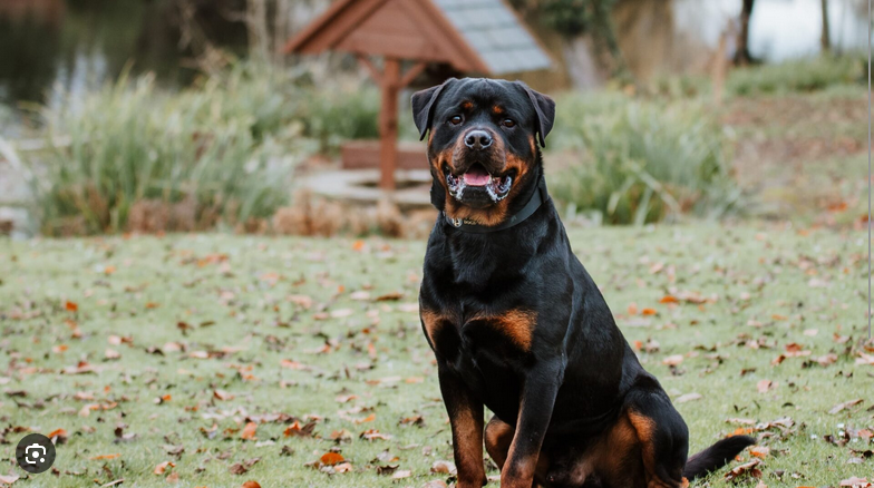 Dog Poop Pickup in Ray Michigan