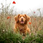 Dog Poop Pickup in Ray Michigan